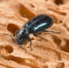 Attēlu rezultāti vaicājumam “Korynetes caeruleus”