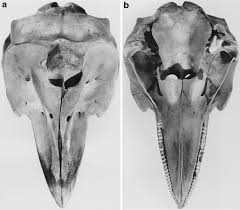 Image result for Leucopleurus acutus