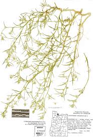 Attēlu rezultāti vaicājumam “Corispermum hyssopifolium”