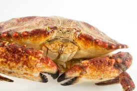 Image result for Cancer pagurus