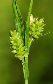 Attēlu rezultāti vaicājumam “Carex pallescens”