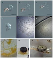 Attēlu rezultāti vaicājumam “Didymium clavus stalked”