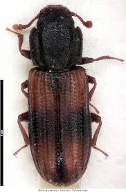 Attēlu rezultāti vaicājumam “Bitoma crenata”