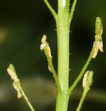 Attēlu rezultāti vaicājumam “Bunias orientalis bud”