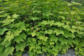 Attēlu rezultāti vaicājumam “Rubus parviflorus leaf”