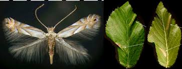Attēlu rezultāti vaicājumam “Phyllonorycter sp.”