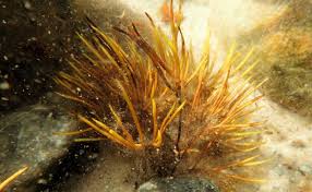 Attēlu rezultāti vaicājumam “Furcellaria lumbricalis”