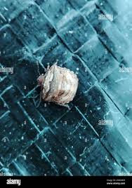 Attēlu rezultāti vaicājumam “Geocrypta galii”