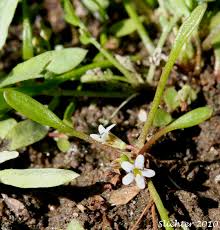 Attēlu rezultāti vaicājumam “Limosella aquatica”