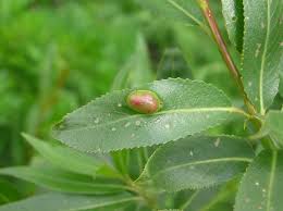 Attēlu rezultāti vaicājumam “Pontania proxima”