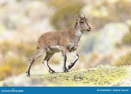 Attēlu rezultāti vaicājumam “Capra juvenile”