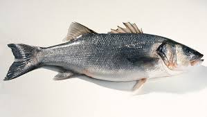 Image result for Dicentrarchus labrax