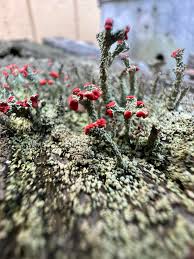 Attēlu rezultāti vaicājumam “Cladonia floerkeana”