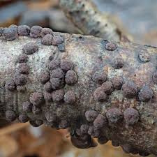 Attēlu rezultāti vaicājumam “Hypoxylon vogesiacum”