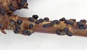 Attēlu rezultāti vaicājumam “Trichia alpina”