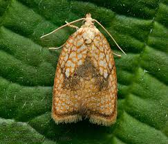 Attēlu rezultāti vaicājumam “Acleris forsskaleana”