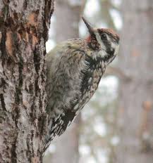 Image result for Sphyrapicus varius