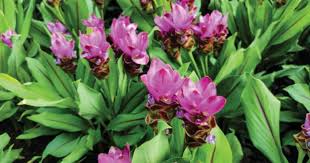 Attēlu rezultāti vaicājumam “Rheum rhabarbarum flower”