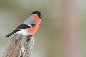 Attēlu rezultāti vaicājumam “Pyrrhula pyrrhula male”