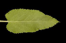 Attēlu rezultāti vaicājumam “Salvia nemorosa leaf”