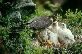 Image result for Ukc Falcons