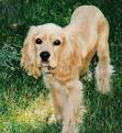 American Cocker Spaniel Breed Information | Dog breed insight