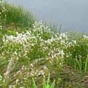 Attēlu rezultāti vaicājumam “Trichophorum alpinum fruit”