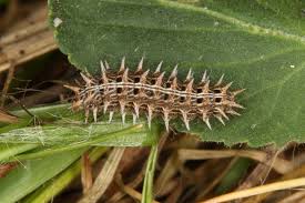 Attēlu rezultāti vaicājumam “Argynnis laodice female”