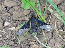 Attēlu rezultāti vaicājumam “Hemipenthes morio”