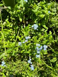 Attēlu rezultāti vaicājumam “Myosotis laxa subsp. baltica flower”