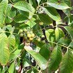 Attēlu rezultāti vaicājumam “Phellodendron amurense fruit”