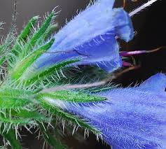 Attēlu rezultāti vaicājumam “Echium vulgare leaf”