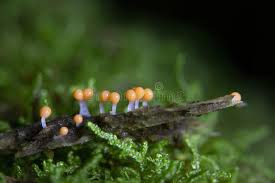 Attēlu rezultāti vaicājumam “Trichia varia macro”