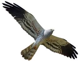 Attēlu rezultāti vaicājumam “Circus pygargus adult”