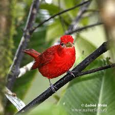 Image result for Piranga rubra