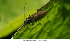 Attēlu rezultāti vaicājumam “Acantholyda posticalis”