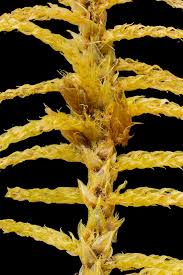 Attēlu rezultāti vaicājumam “Helodium blandowii”