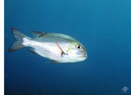 Image result for Monotaxis grandoculis