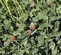 Attēlu rezultāti vaicājumam “Trifolium fragiferum”