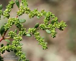Attēlu rezultāti vaicājumam “Herniaria glabra flower”