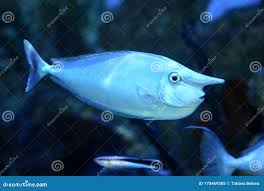 Image result for Naso unicornis