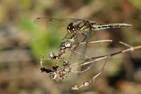 Attēlu rezultāti vaicājumam “Sympetrum danae”