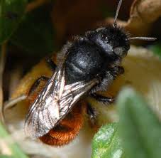 Attēlu rezultāti vaicājumam “Osmia bicolor”