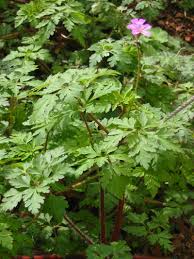 Attēlu rezultāti vaicājumam “Geranium robertianum”