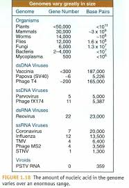 Image result for genome sizes