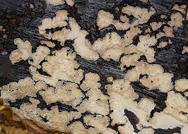 Attēlu rezultāti vaicājumam “Cystostereum murrayi”