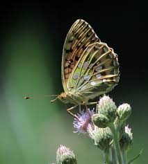 Attēlu rezultāti vaicājumam “Argynnis aglaja underside”