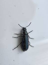 Attēlu rezultāti vaicājumam “Dasytes caeruleus”