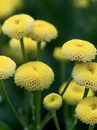 Image result for Tanacetum parthenium