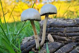 Attēlu rezultāti vaicājumam “Didymium xanthopus macro”